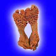 hath jodi, hata jodi, hatha jodi, hatha jori, hath jori, tantra store, yantras mantras tantras, lord shani dev, guru rajneesh rishii